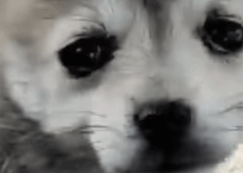 T1905031 The Stray Pup Crawled Over To Me For Help After Getting in to a serious accident part2