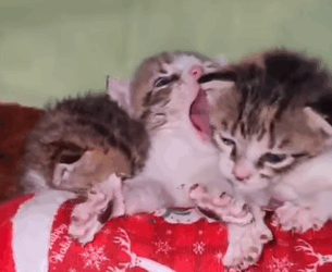 T2205008 Safe, warm, and loved part2