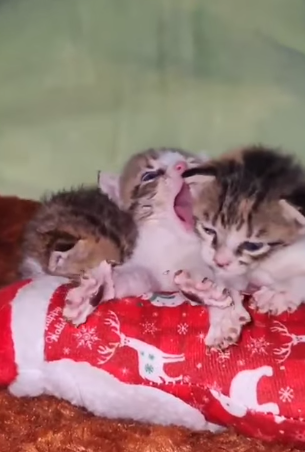 T2205008 Safe, warm, and loved part2