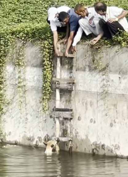 T0406034 Rescue of an abandoned dog fallen into the river part2