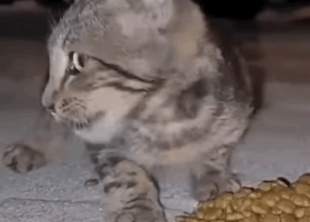 T0506024 But Then Hunger And Cold Quickly Changed This Street Kitten When He Saw Food part2
