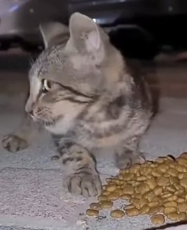 T0506024 But Then Hunger And Cold Quickly Changed This Street Kitten When He Saw Food part2