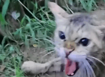 T1905045 This poor kitten was abandoned in the middle of crowded streetN part2