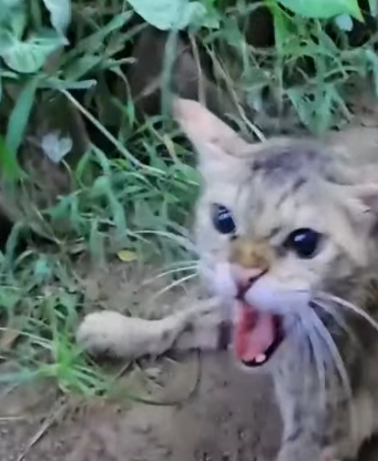 T1905045 This poor kitten was abandoned in the middle of crowded streetN part2