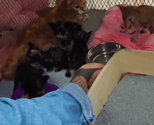 T2205004 Second chance = new life part2