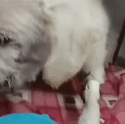 T1604031 Rescue of a dog abandoned in the middle of the street part2