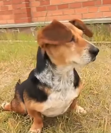 T0506018 Although it was very painful this poor dog still tried to crawl away as fast as possible to get away from us part2