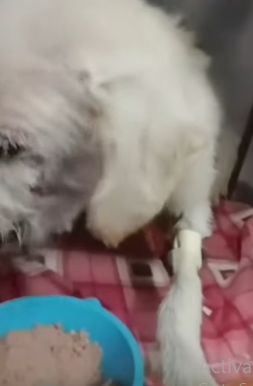 T1604031 Rescue of a dog abandoned in the middle of the street part2