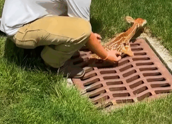 T1905033 Tiny Fawn Trapped in Sewer Gate part2