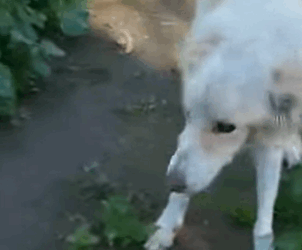 T1604013 I rescued an abandoned dog on the highway part2