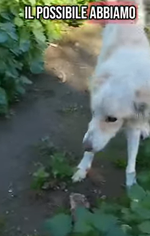 T1604013 I rescued an abandoned dog on the highway part2