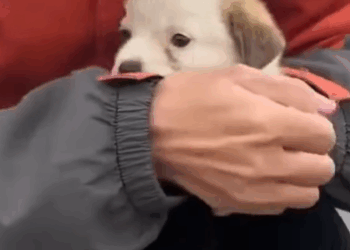 T1905038 Someone killed my dog part2