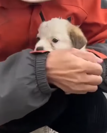 T1905038 Someone killed my dog part2