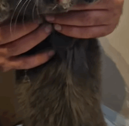 T1604015 I rescued an abandoned cat with rabies part2