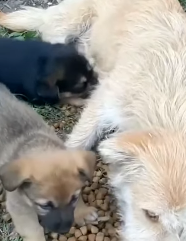 T0506023 2 puppies are hungry and thirsty for milk after hours of being abandoned on the street part2