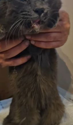 T1604015 I rescued an abandoned cat with rabies part2