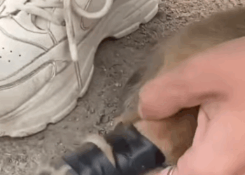 T1905040 This little dog was thrown into dumpster part2