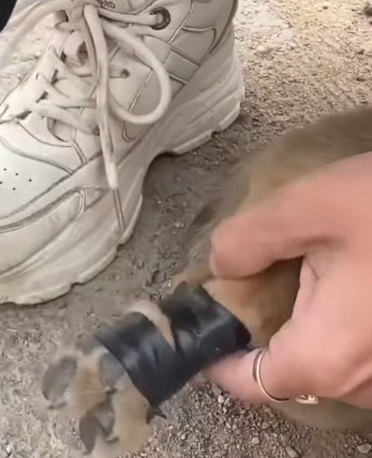 T1905040 This little dog was thrown into dumpster part2