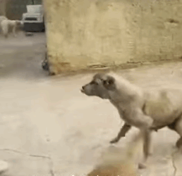 T1604025 Rescue an abandoned dog Rescue with a problem with his leg part2