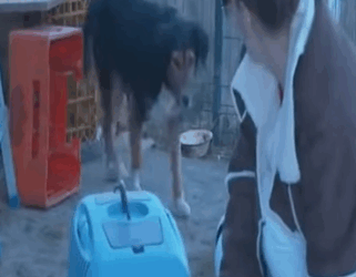 T0506010 Brave mother trying to save her puppies part2