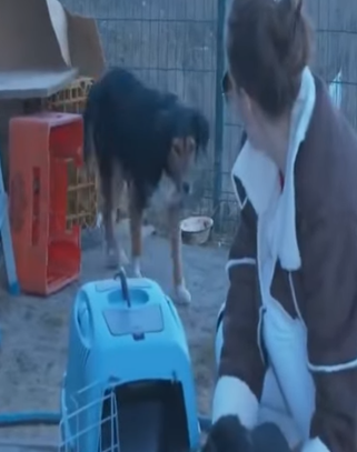 T0506010 Brave mother trying to save her puppies part2