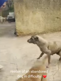 T1604025 Rescue an abandoned dog Rescue with a problem with his leg part2