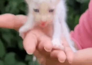 T1905044 This kitten is left for what happens next that you won believe