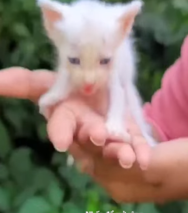 T1905044 This kitten is left for what happens next that you won believe