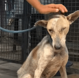 T1604033 Rescue a dog abandoned in the middle of the street part2