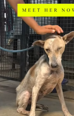 T1604033 Rescue a dog abandoned in the middle of the street part2