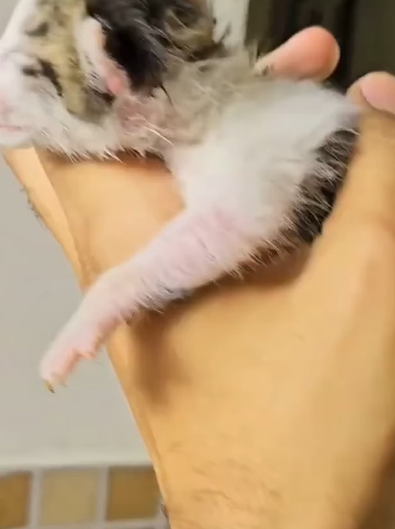 T1905041 Yesterday adopted stray cat and today it brought me kittens part2