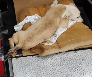 T2205001 Rescued, not forgotten part2