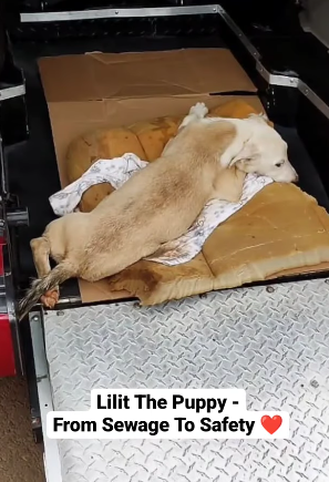 T2205001 Rescued, not forgotten part2