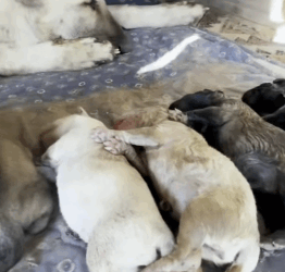 T1604017 Rescue of a family of abandoned dog in the snow part2