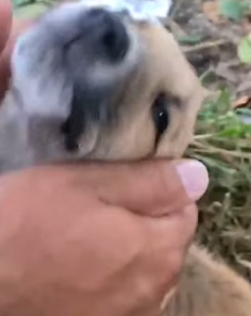 T0506021 Afraid That We Would Leave The Orphaned Puppy Jumped Up And Held Onto My Hand part2