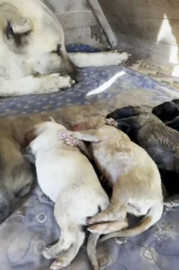 T1604017 Rescue of a family of abandoned dog in the snow part2