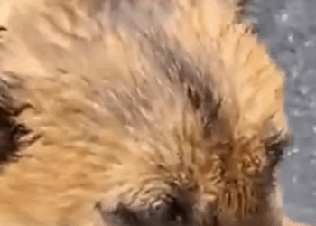 T1905030 Stray dog drags its disabled legs through the pouring rain trying to find shelter to lay down part2