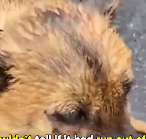 T1905030 Stray dog drags its disabled legs through the pouring rain trying to find shelter to lay down part2