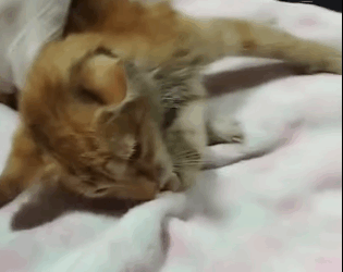 T2205002 Rescued. Reborned part2