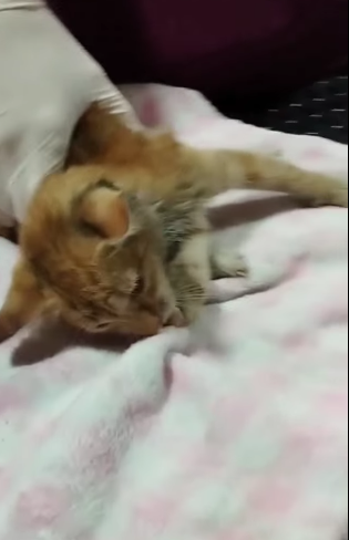 T2205002 Rescued. Reborned part2