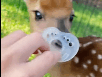 T1604001 Rescue a deer part2