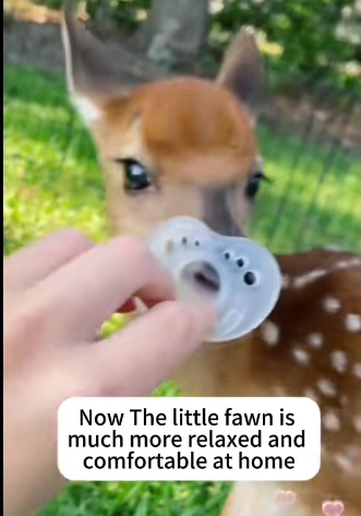 T1604001 Rescue a deer part2