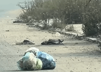 T1905043 The dog was waiting for someone to help his sister part2