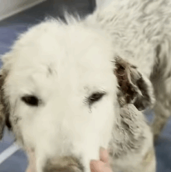 T1604040 Rescue of a dog abandoned in the middle of the road part2