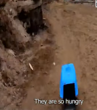 T0506006 Cold starving and abandoned puppies part2