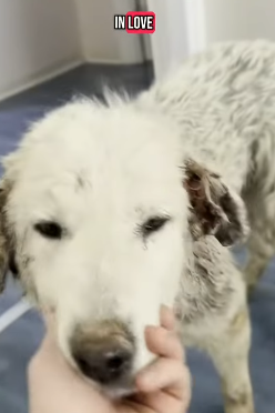 T1604040 Rescue of a dog abandoned in the middle of the road part2