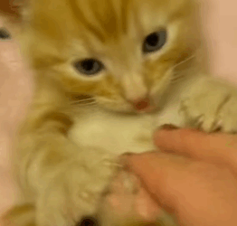 T1705009 Rescue of a little kitten that was abandoned by its mother❤ part2