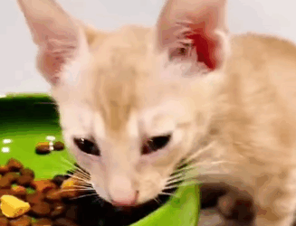 T1605032 On a highway during a torrential rainstorm, a little kitten was just sitting there, quietly waiting for its end part2