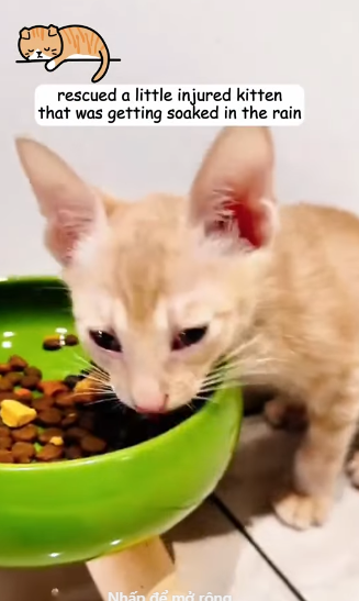 T1605032 On a highway during a torrential rainstorm, a little kitten was just sitting there, quietly waiting for its end part2