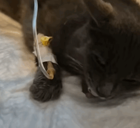 T1505037 They rescued me too part2